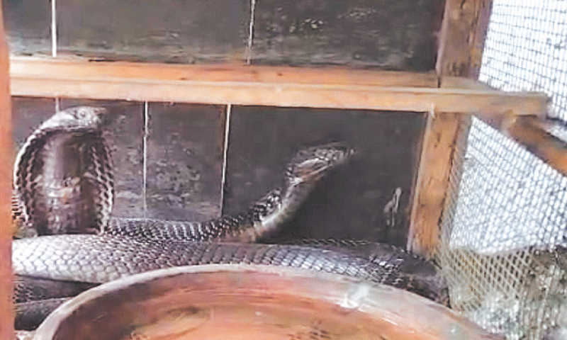 Two cobras and as many sand boas recovered by officials of the Sindh wildlife department.