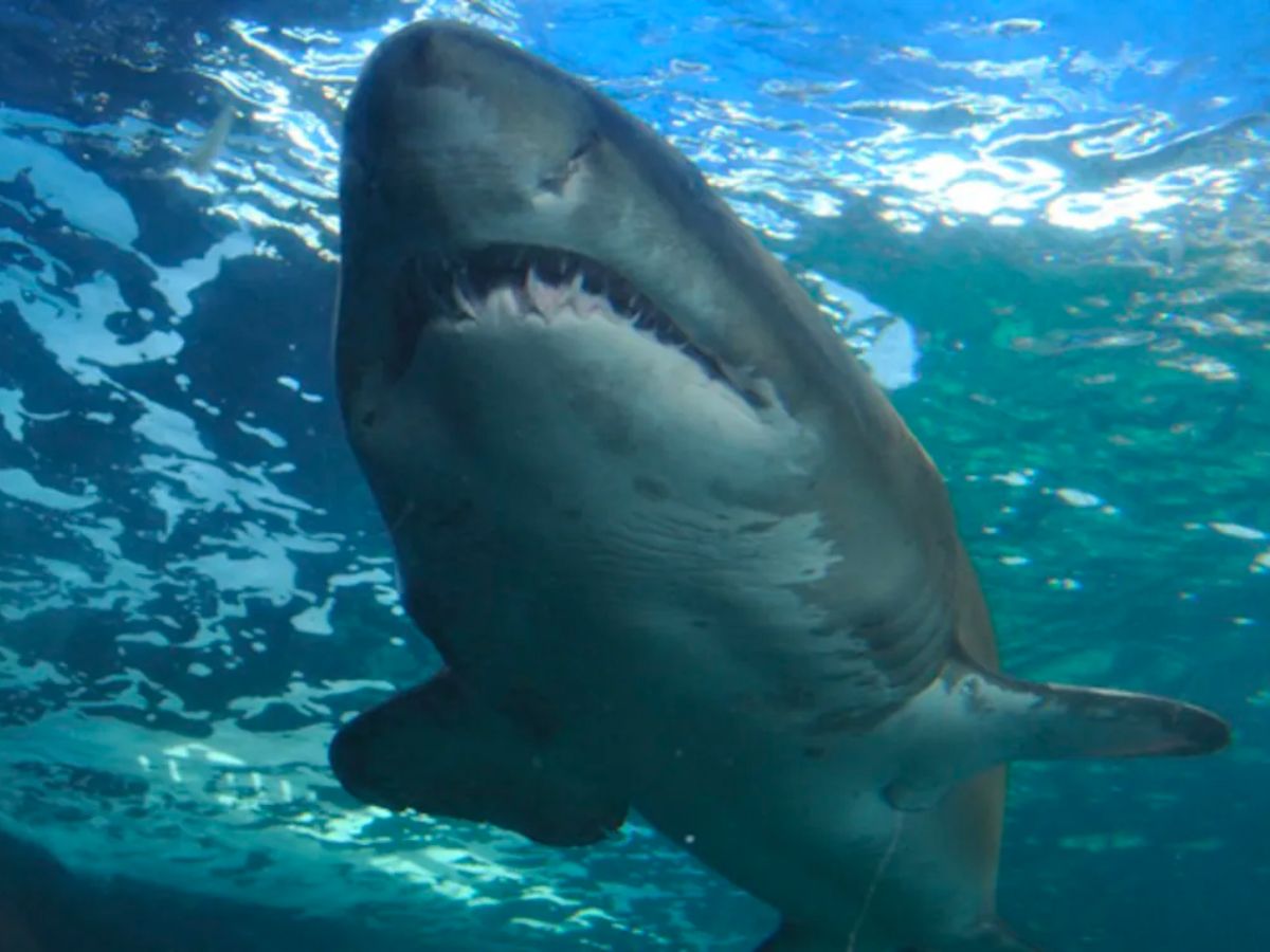 Shark Attacks on a Woman Swimming At Australia Beach