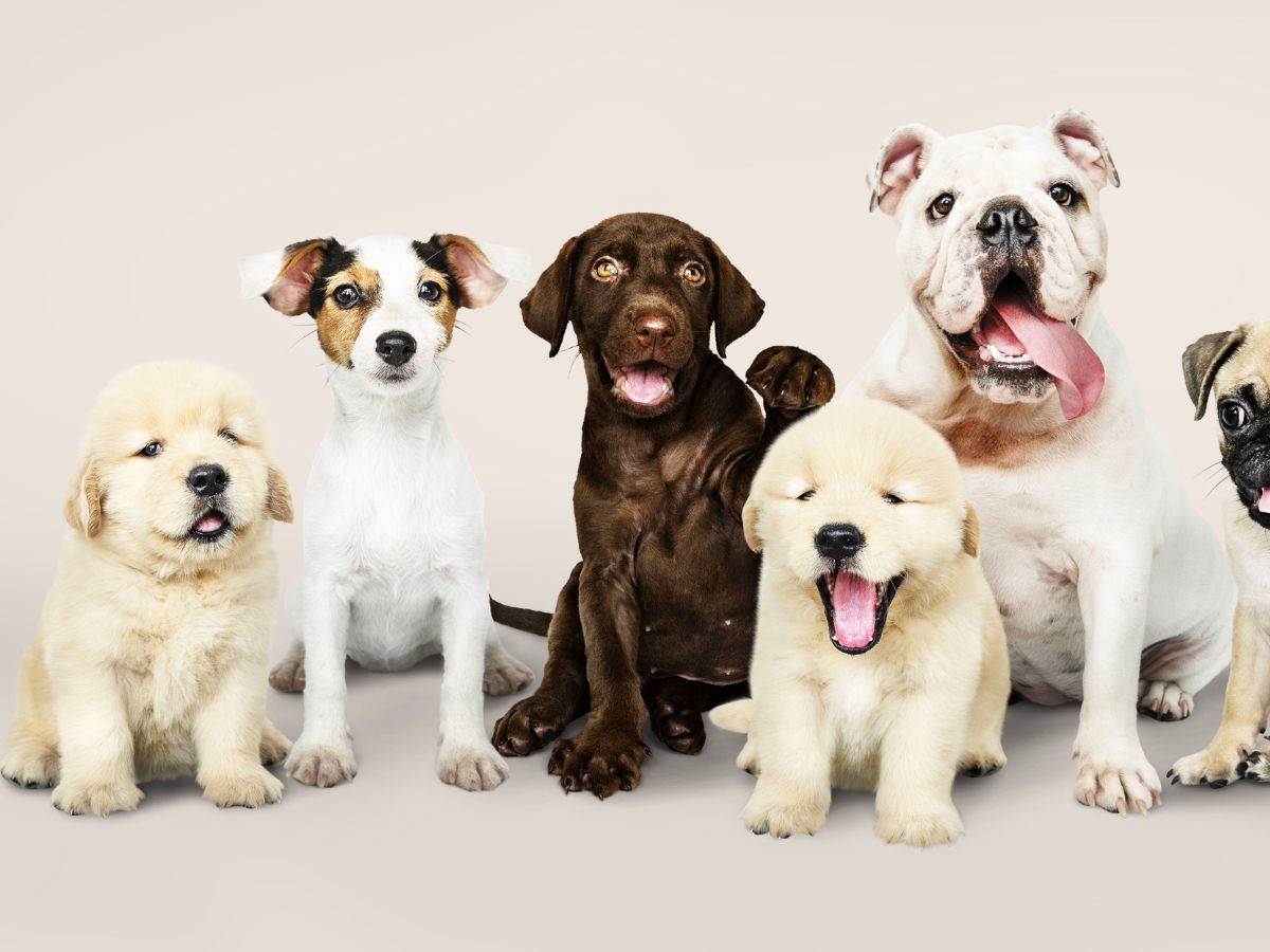 Study Lists Most popular dog breed in the US