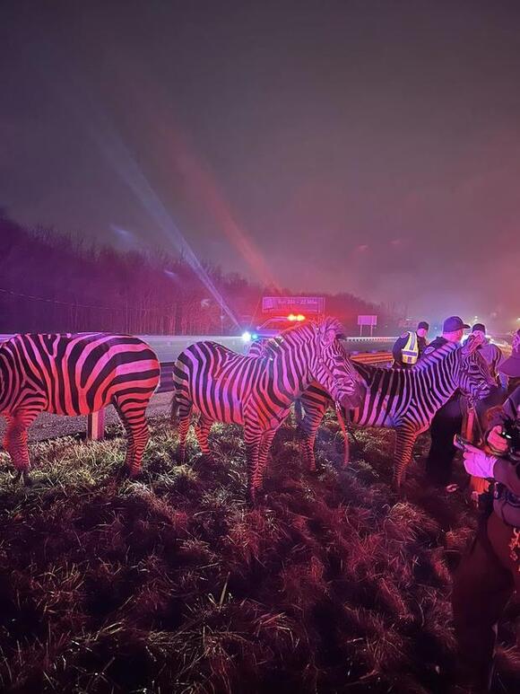 Animals saved after Indiana trailer fire: zebras and camels