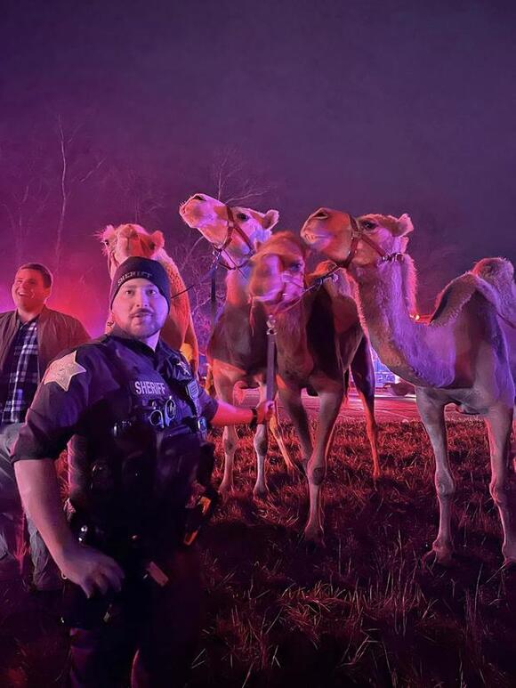 Animals saved after Indiana trailer fire: zebras and camels