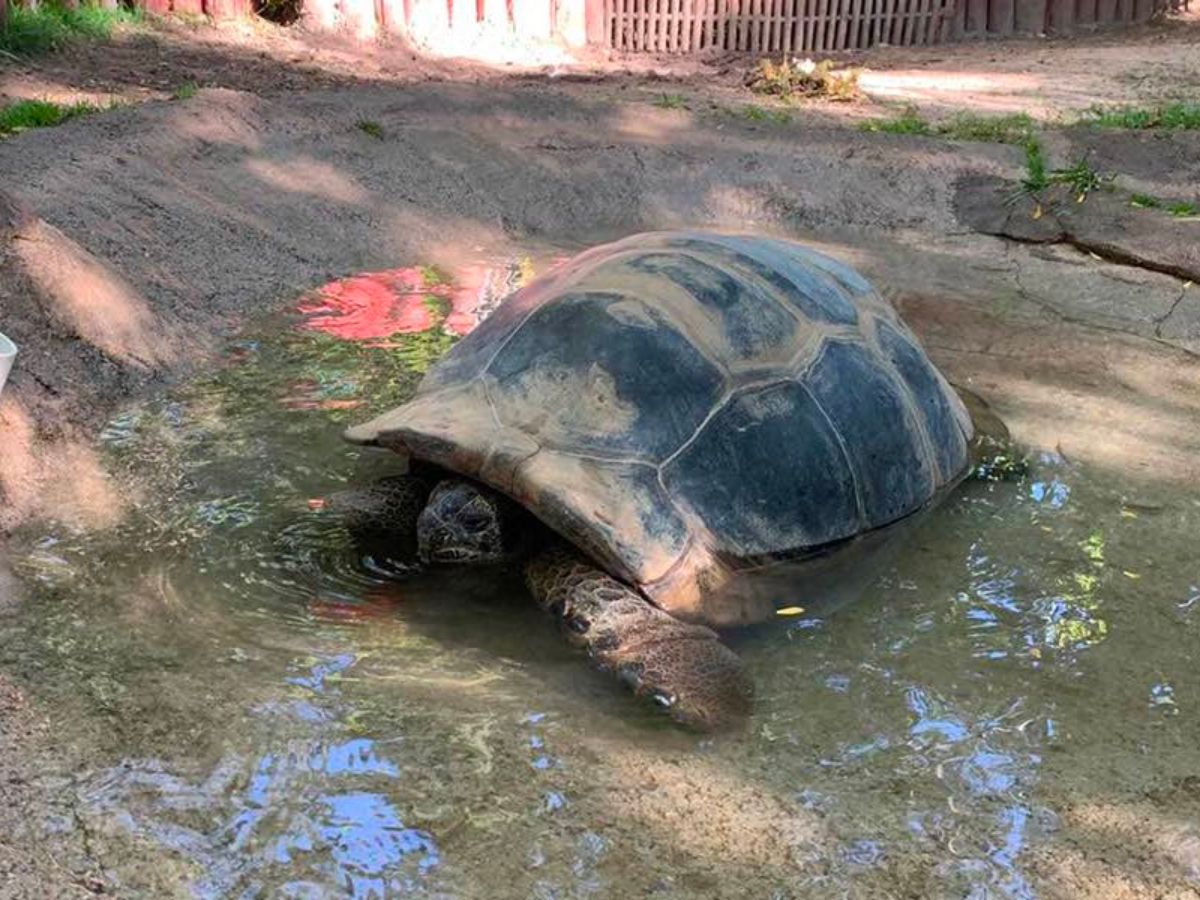 Idaho Falls Zoo announced death of long-time resident