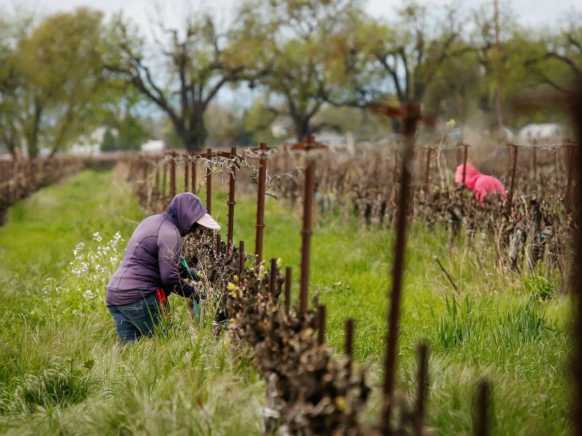 Farmers in Washington State Are Suing the U.S. Department of Labour Because Their Wages Have Been Lowered